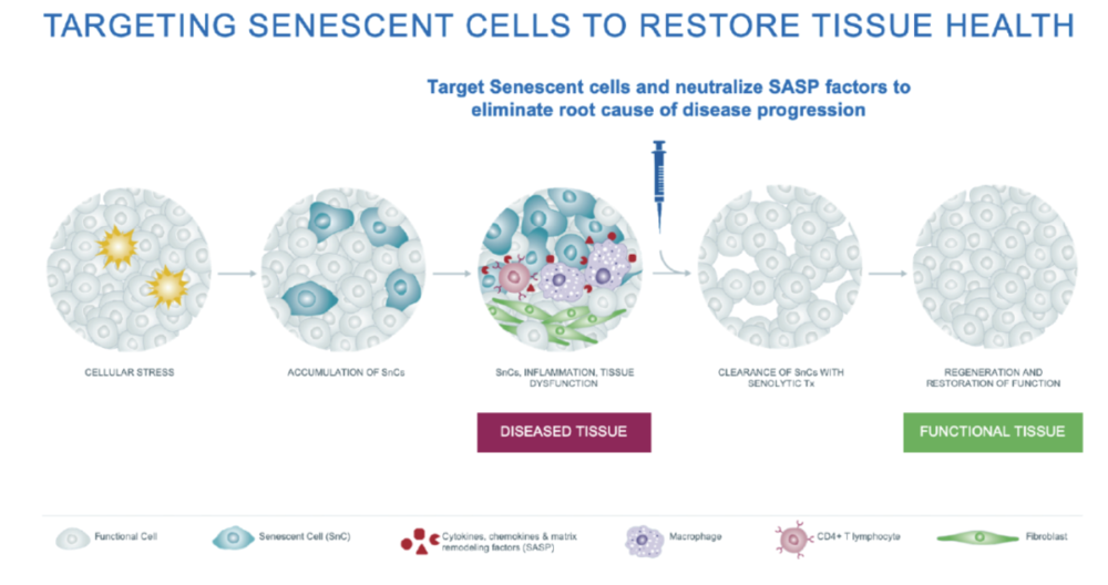 图源：Unity Biotechnology<br>