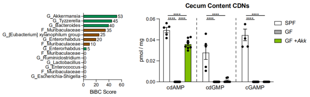 在这个通路中，Akkermansia菌群表现最积极，在肠道内主要产生的CDNs是cdAMP<br>