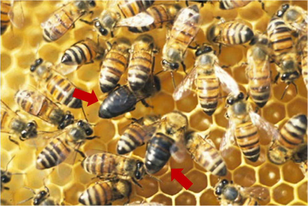 图1 “黑化了，但没有完全黑化”。腹部黑色比重更大是分辨出海角蜜蜂的一个方便特征。<br>