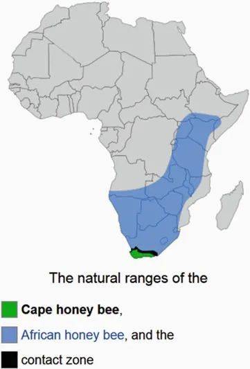 图3. 海角蜜蜂的地理分布十分狭小，仅仅局限在非洲大陆的最南隅（绿色部分）。<br>