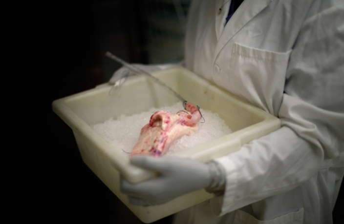 研究者从基因修饰的猪身上，取出的肺，图片来自nature.com<br label=图片备注 class=text-img-note>