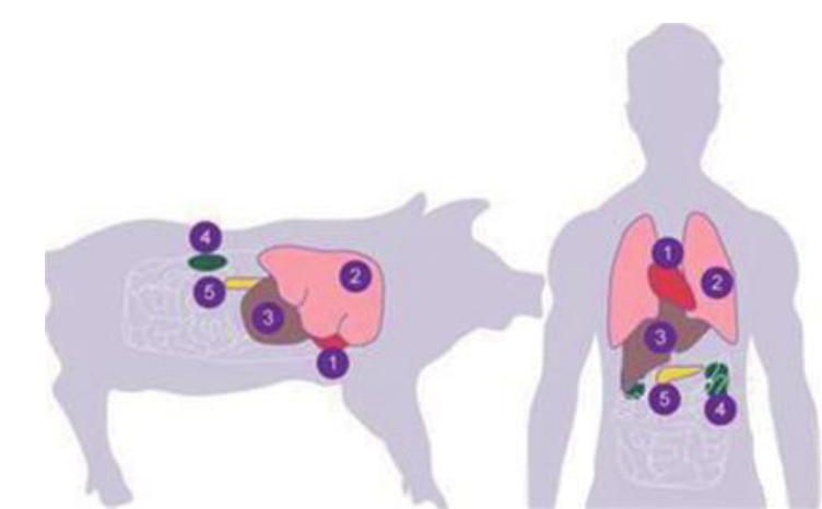 人和猪身上的器官大小比较，图片来自nai500.com<br label=图片备注 class=text-img-note>