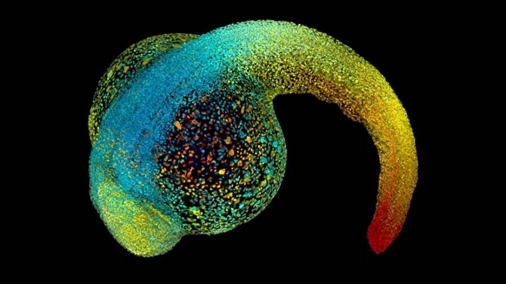 发育中的胚胎——如图中的斑马鱼——在成长过程中依靠物理作用力来塑造自己的形状。来源：Philipp Keller/ HHMI Janelia Research Campus<br>