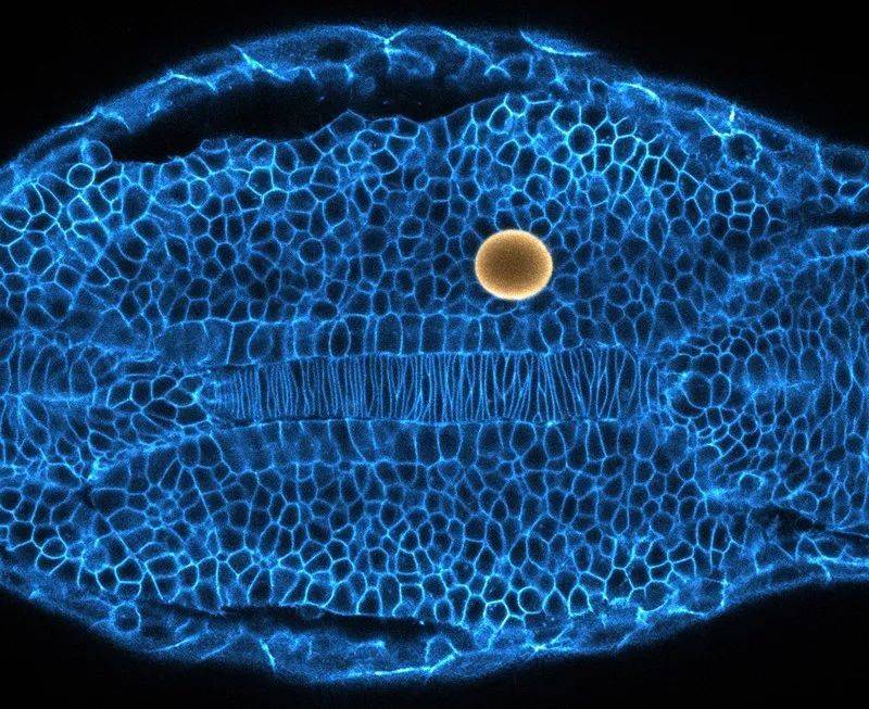 为了对该斑马鱼胚胎的细胞进行推拉，研究人员用磁场使一个磁性液滴（黄色）变形。来源：Alessandro Mongera和Otger Campàs，加州大学圣塔芭芭拉分校<br>