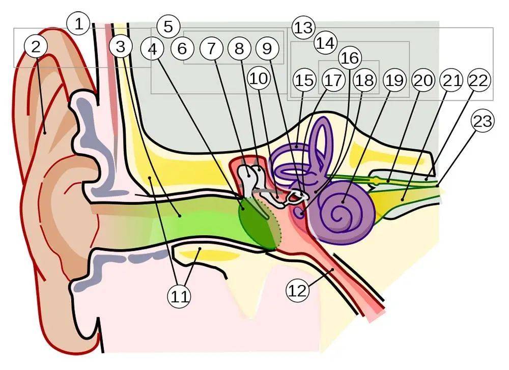 耳毛细胞在耳蜗（19）中，图片来自：Jmarchn