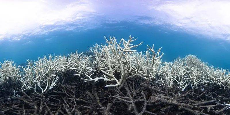 海洋热浪常对生态系统造成破坏，导致大范围的珊瑚白化。来源：The Ocean Agency/Ocean Image Bank<br>
