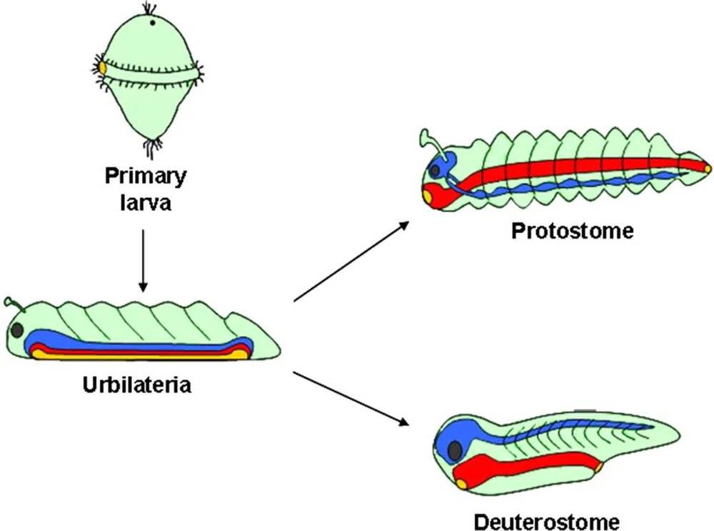 © PNAS<br>