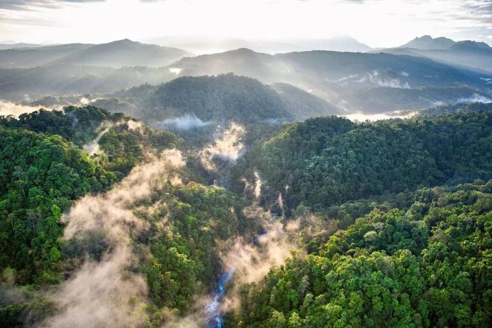 巴布亚新几内亚的新不列颠岛上的一大片雨林。从树木上蒸发的雾形成的云维持了森林的湿度，引起每天的倾盆大雨，滋养了喜湿的植物和动物，也滋养了树木，形成一个持续的循环。<br>