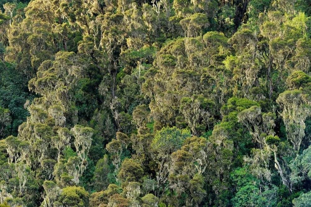 非洲中部卢旺达的山坡上一片通常被云雾笼罩的森林，它由巨型欧石楠树组成。其中一些树接近20米高，它们的枝干覆满苔藓和地钱，因雾气和雨水而保持湿润。<br>