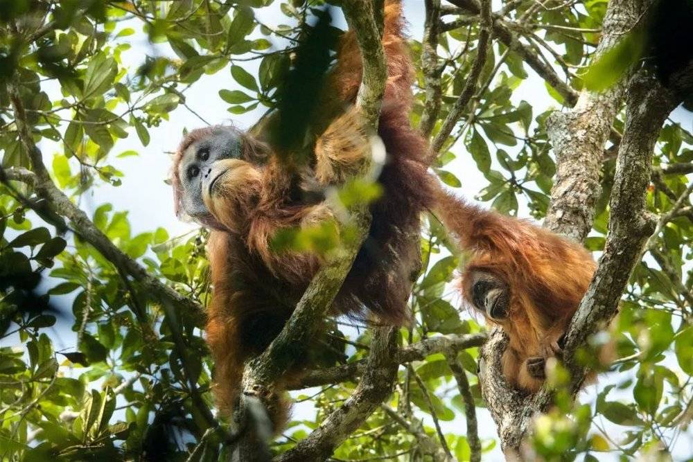 一只雄性达班努里红毛猩猩与一只幼年雌性猩猩在它们雨林中的避难所向下观望，摄于苏门答腊岛巴唐托鲁。<br>