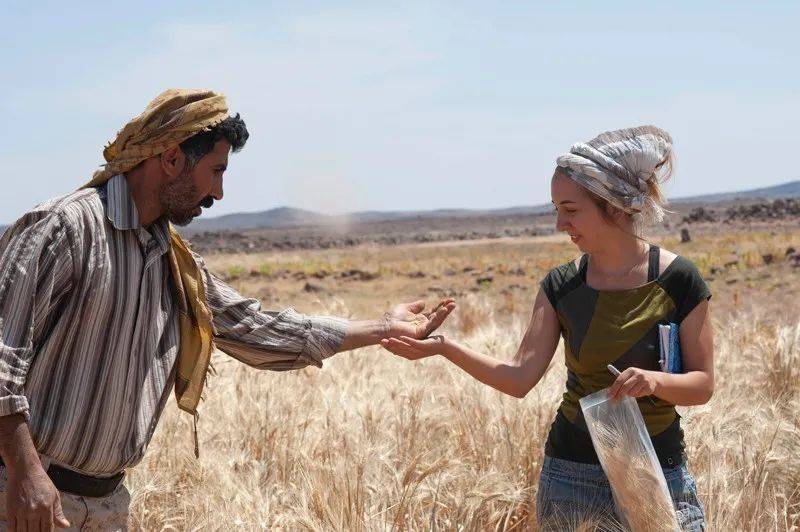 Amaia Arranz-Otaegui（右）在约旦东北部的Shubayqa 1考古遗址附近检查谷物生长情况，她和同事在那里发现了14000年前烘烤面包的证据，时间上比谷物驯化提早了数千年。来源：Joe Roe<br>