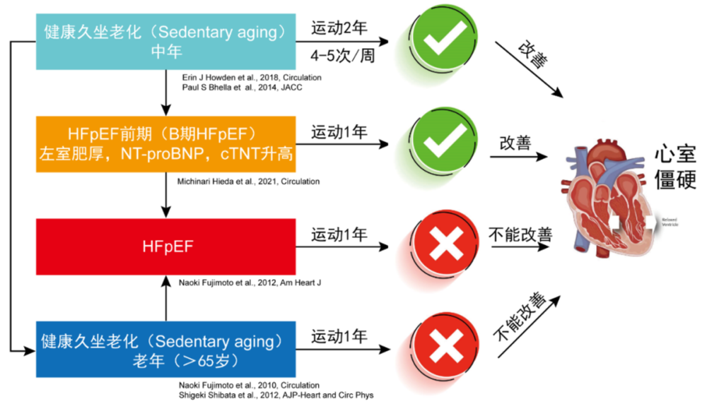 部分运动与左室僵硬相关研究汇总[1, 2, 10-12]<br>