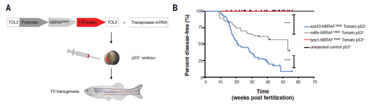 斑马鱼 F0 转基因示意图及生存曲线图<br>