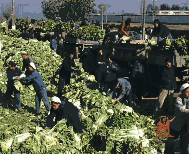 1959年某地白菜丰收的画面 ©  中央新闻纪录电影制片厂