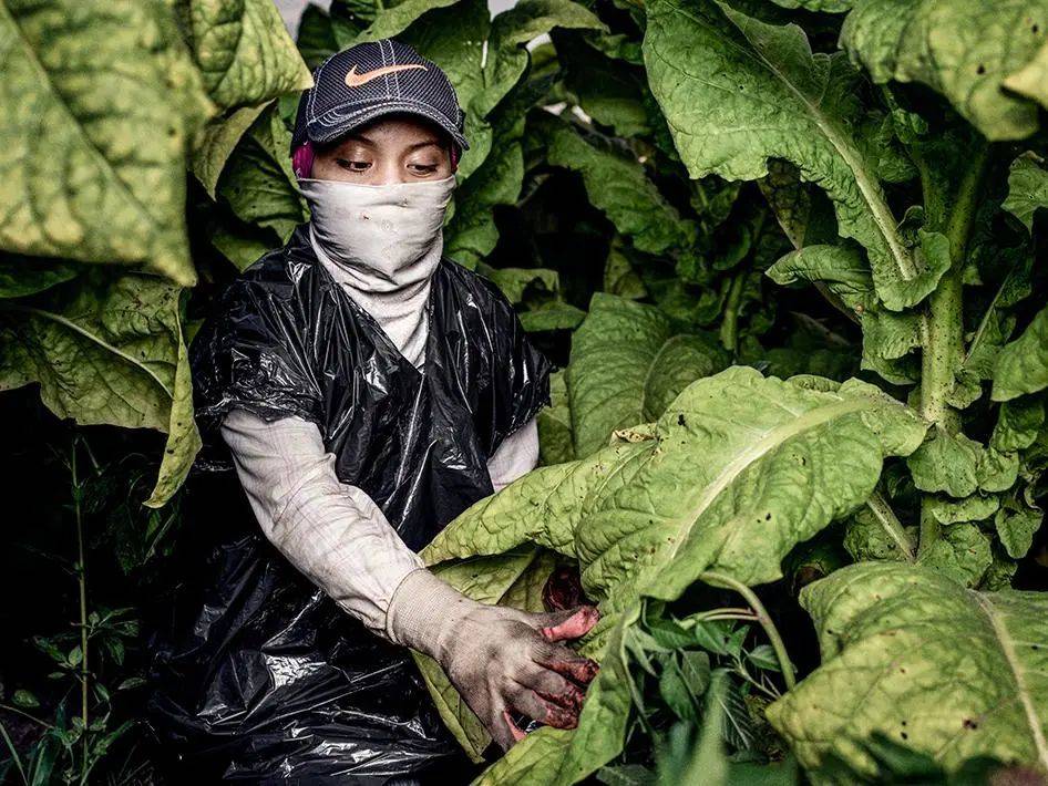 在烟草田工作的美国童工索菲亚，她从13岁开始工作。（图源：Getty Images）<br>