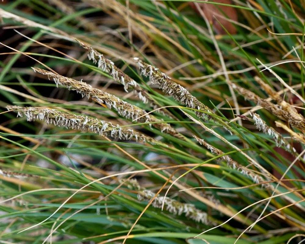 密花米草（Spartina densiflora）。图片来源：wikipedia<br label=图片备注 class=text-img-note>