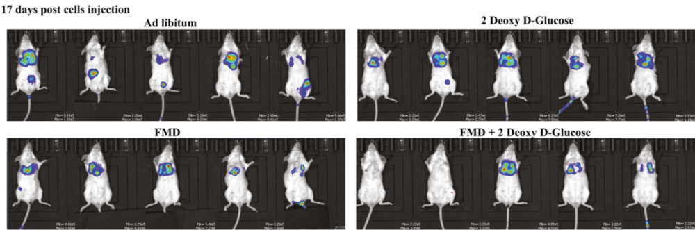 FMD+2DG预防转移效果更好<br>