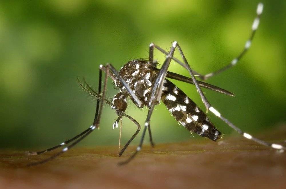 灭蚊与隔绝蚊子，也是很好的防治疟疾手段 | Pixabay<br>