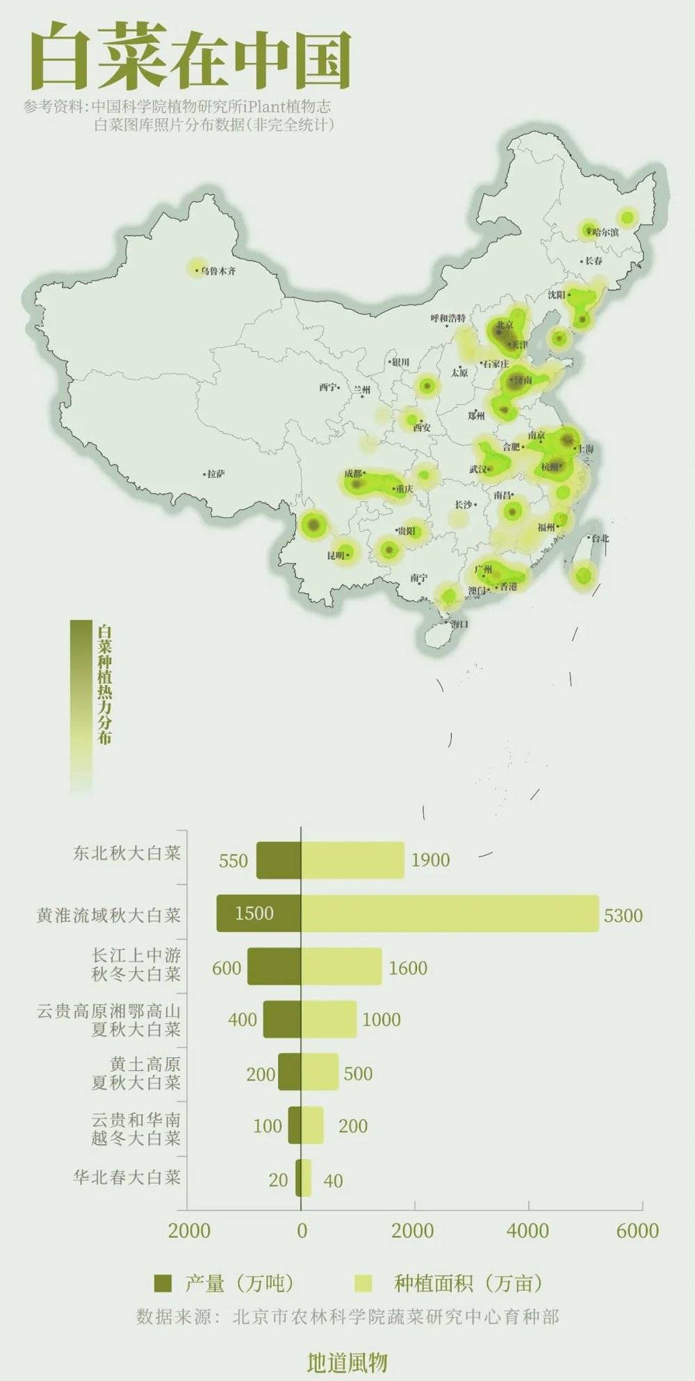 白菜遍布全国各地，是中国栽种面积最大的蔬菜，对于北方来说，它是冬储最重要的蔬菜。制图 / 孙璐、吴玖洋