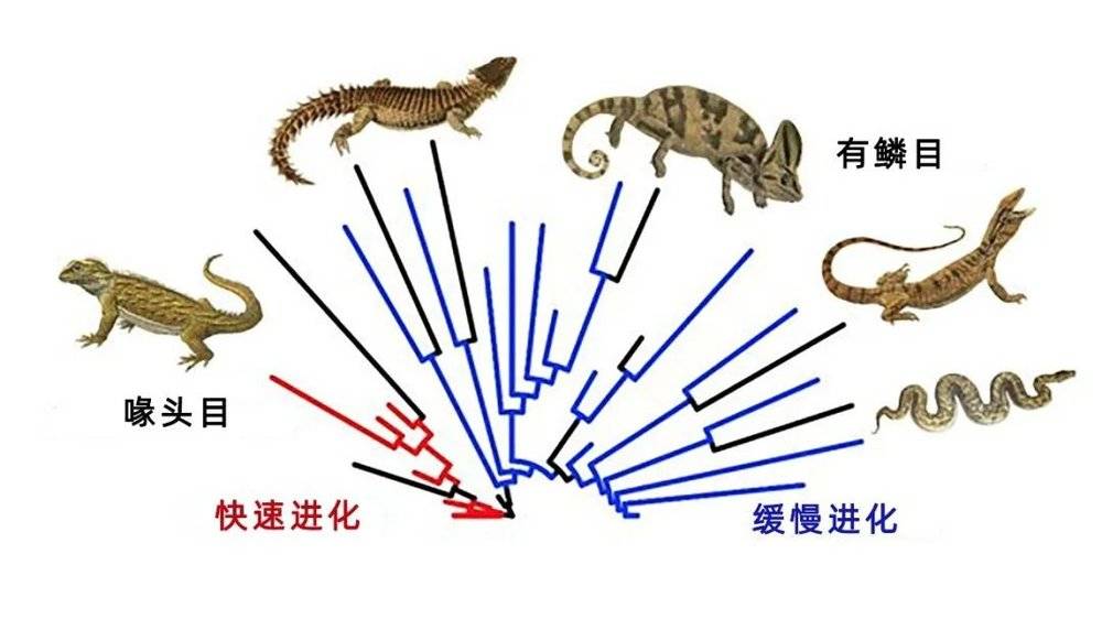 喙头蜥、蜥蜴和蛇的进化树。在恐龙时代，喙头蜥的已灭绝近亲进化迅速，而蜥蜴和蛇则进化缓慢。| 图片来源：Dr Tom Stubbs