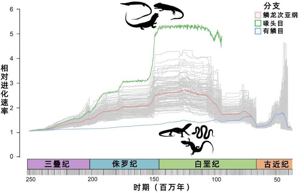  在大约2亿年的时间里，蜥蜴和蛇（有鳞目）的进化速率（蓝）远低于喙头目（绿）的进化速率，而这只是在最近5000万年左右才发生了逆转。红色线条显示了所有鳞龙次亚纲在整个地质时期的平均进化速率。| 图片来源：Armin Elsler<br>