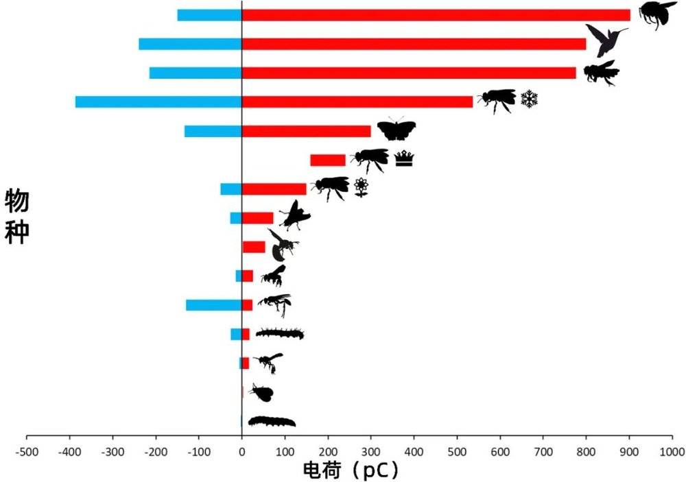 现有文献测量出的一些动物的净静电电荷的范围。| 图片来源：England & Robert / Biological Reviews（2021）<br>