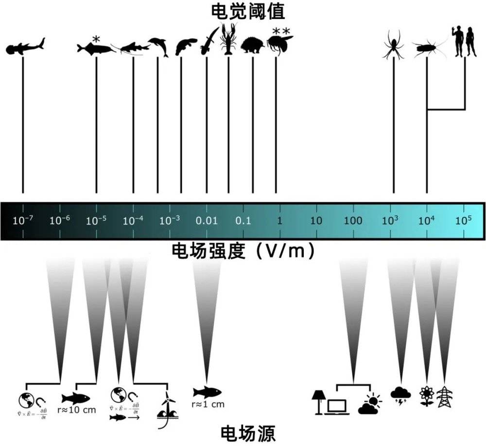  不同动物的电场检测的最小行为阈值，以及在距离源的相应距离处重要环境刺激的典型电场强度。| 图片来源：England & Robert / Biological Reviews（2021）<br>