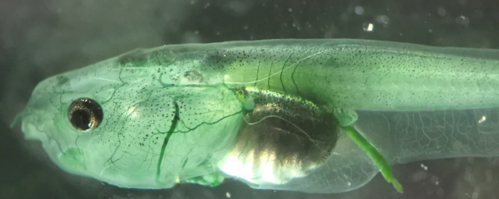 一只注射绿藻于心脏中的非洲爪蟾 — SUZAN ÖZUGUR AND HANS STRAKA