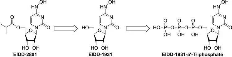 图1. 莫那匹韦（EIDD-2801）在体内迅速转化为EIDD-1931，然后在细胞内转化为最终抗病毒的三磷酸的形式<sup>[12]</sup>。<br>