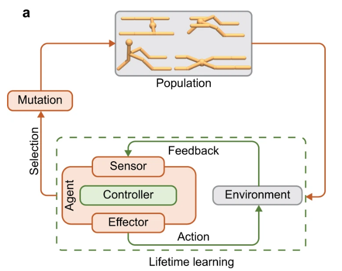 图2. 深度进化强化学习框架（Deep Evolutionary Reinforcement Learning），绿框标出的强化学习发生在个体层面，而红框的突变改变身体形态，是该框架中进化算法的体现。<br>