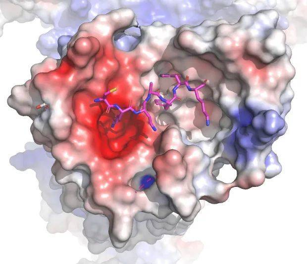 多肽激活MRGPRX2的示意图【图片来源：UNC SCHOOL OF MEDICINE (ROTH/FAY)】<br>