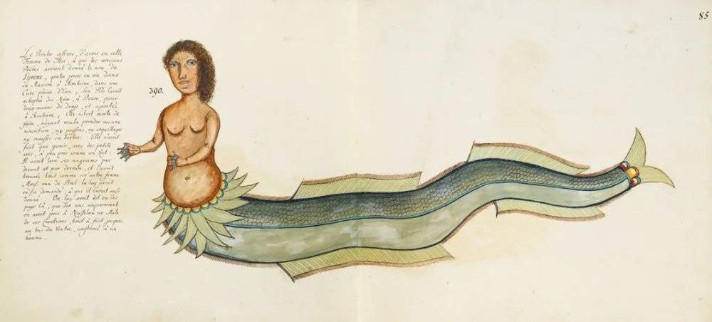 塞缪尔·法卢尔的水彩画《女海妖》，约1706~1712年。© wikimedia<br>