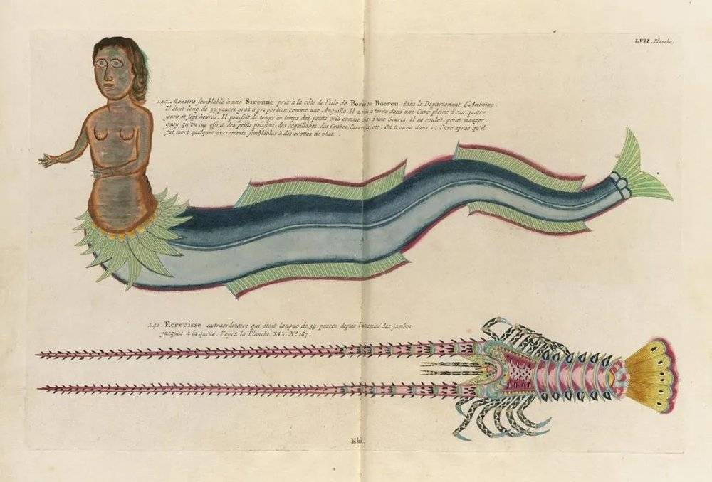 法卢尔《女海妖》的临摹版本，以及《淡水鳌虾》（“Ecrevisse”），选自路易·勒纳尔的《鱼虾蟹图谱》第二版（1754年）。© wikimedia<br>