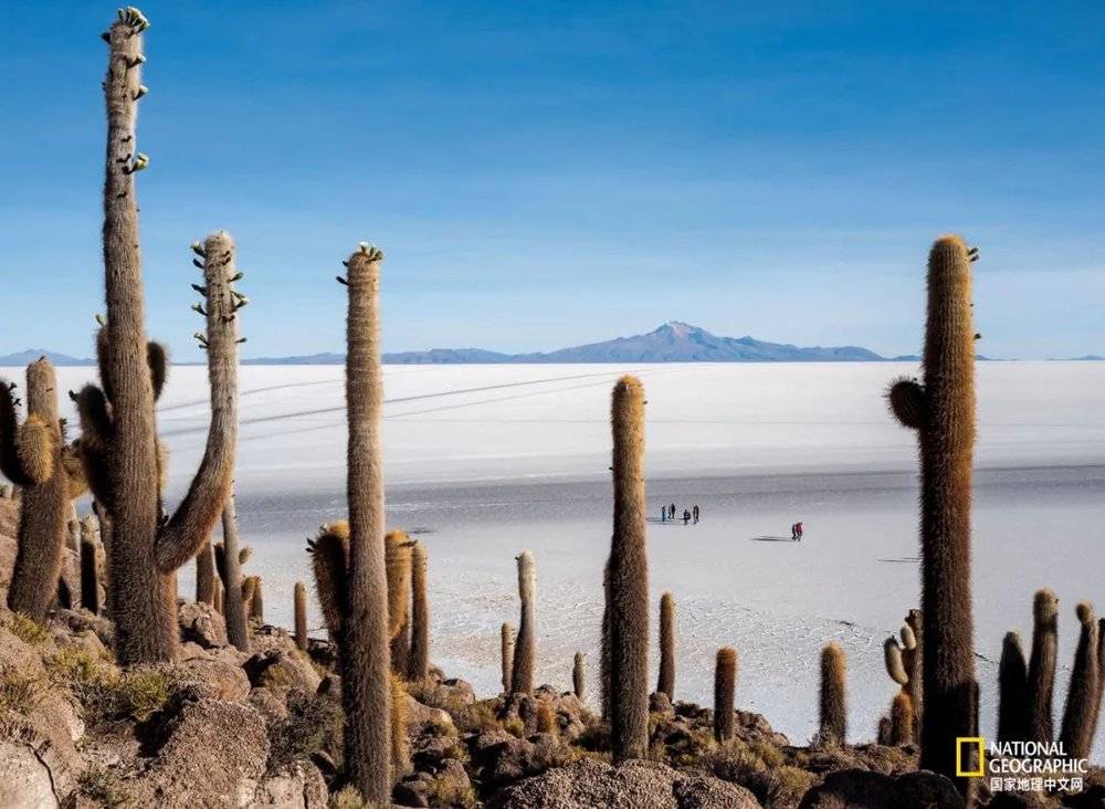 印加瓦西（Incahuasi），在克丘亚语（Quechua）中意为“印加之屋”，这里曾是史前时期的一座岛屿，位于当时曾是湖泊的盐沼中。岛上长满仙人掌，有的高达12米，并且遍布藻类化石。从盐沼底部开采锂矿注定会改变这壮观的景象。