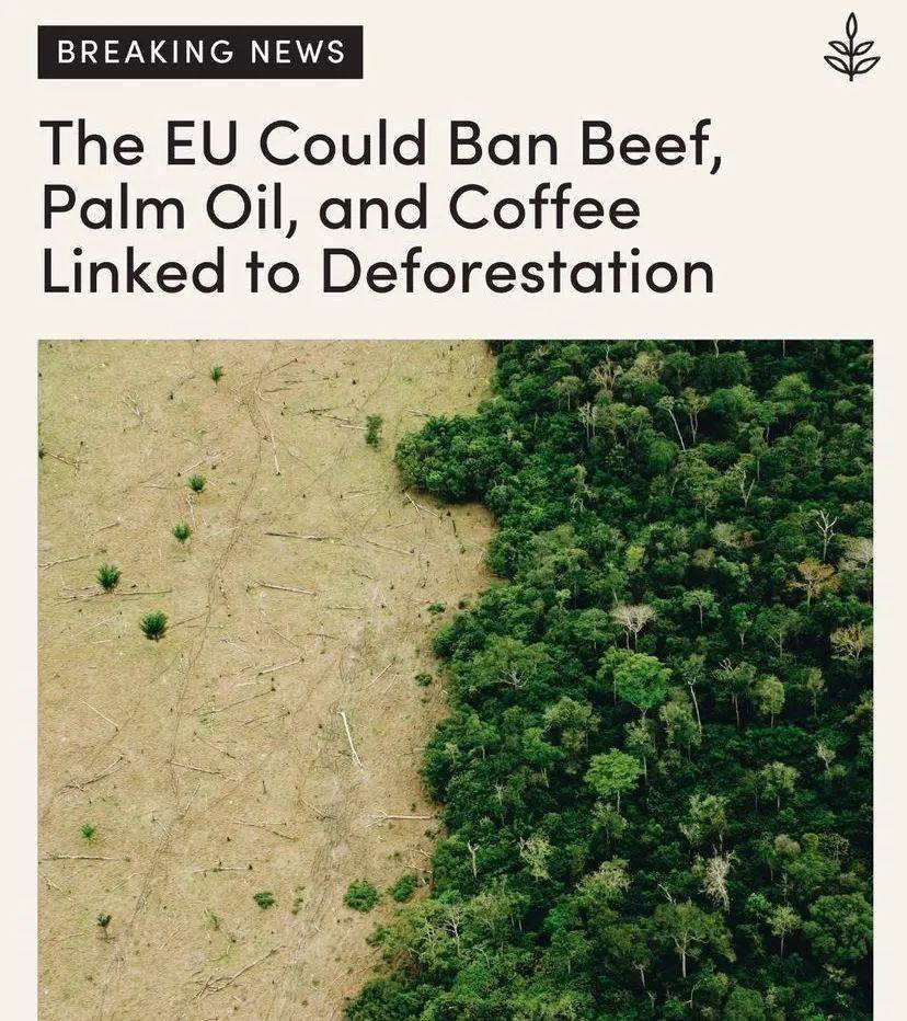 在世界上亚马逊雨林占地面积最大的巴西，过去一年是巴西15年来因为经济原因毁林（deforestation) 用于种植和畜牧业最高的一年。养牛，棕榈油，咖啡豆，可可果都是造成毁林的主要产业，但是我们的口福以及百万人的生计也寄托于此。