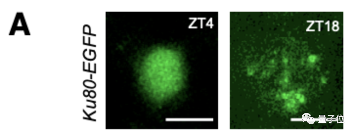 幼体在白天（ZT4）和夜间（ZT18）神经元中的代表图像<br>