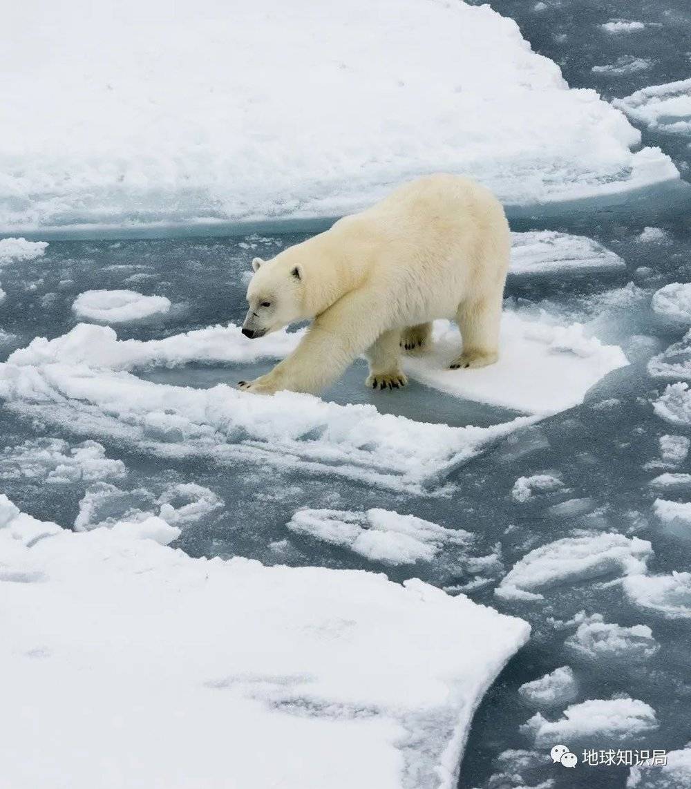 所以以后是冰更多了呢，还是更少了呢，北极熊在线提问，想知道，挺急的（shutterstock）