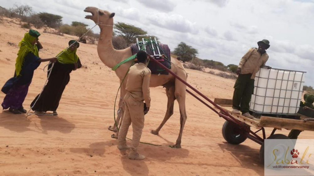 ● Sabuli保护区的骆驼水车 / 受访者提供<br>