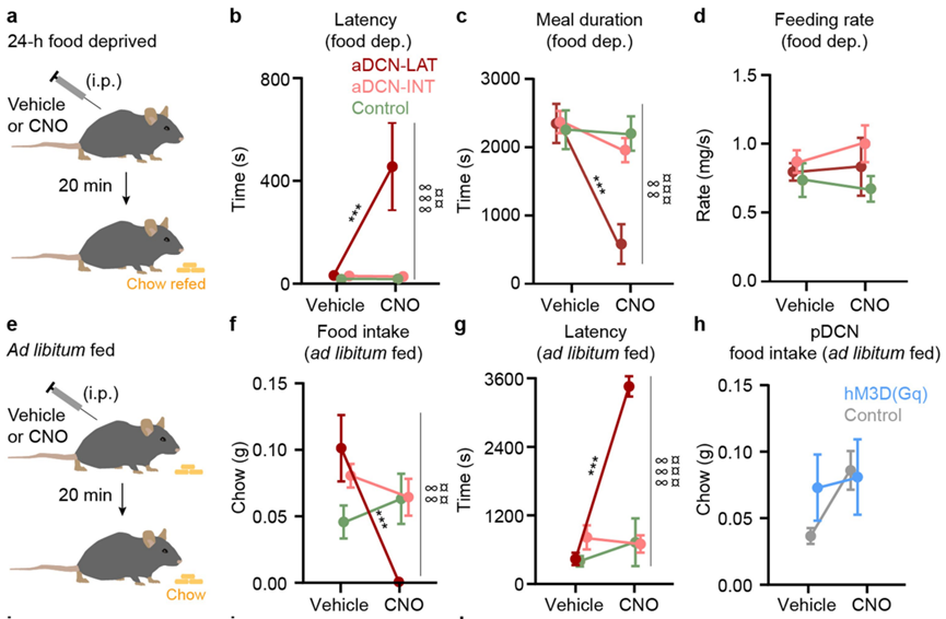 和DCN其它区域相比，aDCN-Lat激活后会减少小鼠的进食时间、进食量，但不影响进食频率，而且与饱腹状态无关。（a-d：小鼠24h禁食；e-h：小鼠随便吃）<br>