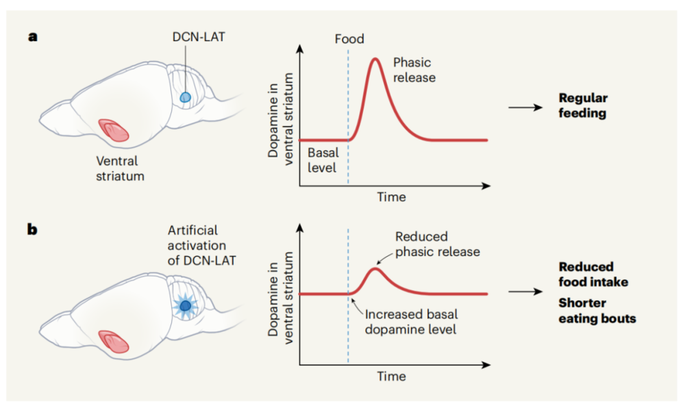 aDCN-Lat神经元的激活让我们越吃越不想吃<sup>[6]</sup><br>