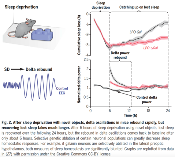 ▷ 睡眠剥夺后，鼠脑delta波的振荡与快速反弹，丢失睡眠的恢复要花更长时间，图片来源：Science<br label=图片备注 class=text-img-note>