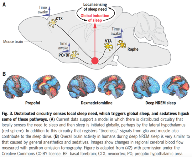 ▷ 睡眠环路的分布，镇静麻醉药物和深度NREM的功能磁共振表现有一定相似性，图片来源：Science<br label=图片备注 class=text-img-note>