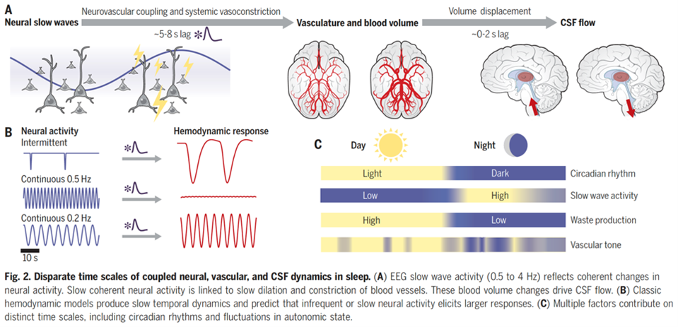 ▷ 睡眠中耦合神经、血管和脑脊液动力学的不同时间尺度，图片来源：Science<br label=图片备注 class=text-img-note>