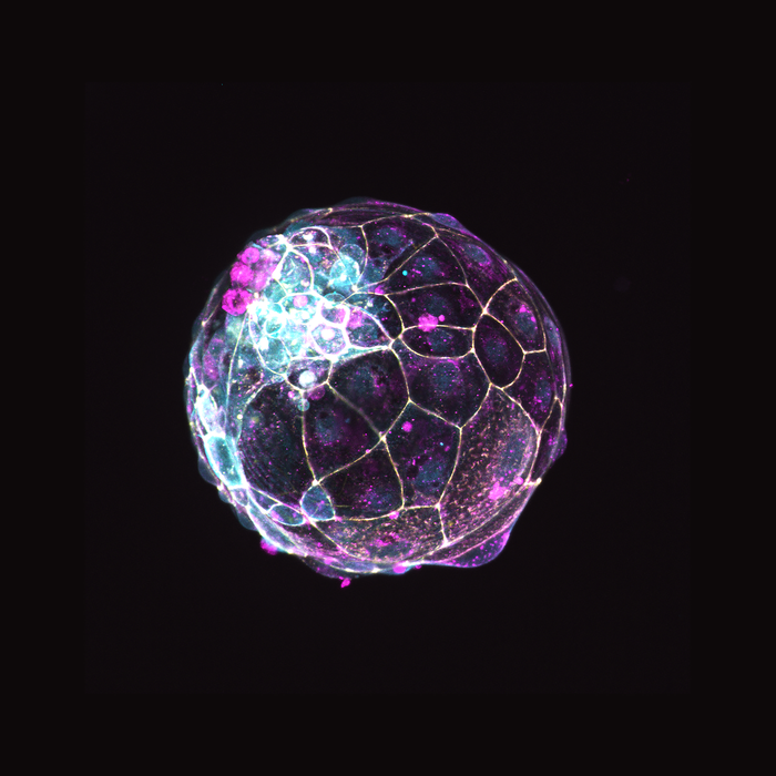 图 | 荧光标记的人类囊胚细胞（来源：<em>Nature</em>）<br>
