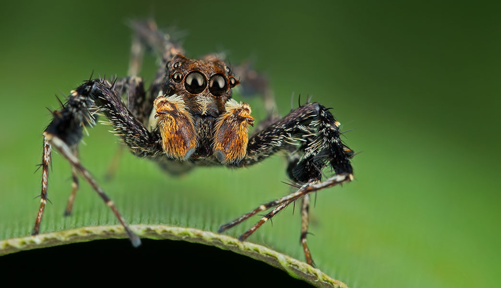 最娴熟的跳蛛猎手是孔蛛（Portia）属的成员。像缨孔蛛（Portia fimbriata）这种蜘蛛，它们会有计划地攻击其他蜘蛛，包括绕远路或者针对猎物的种类制定特殊策略。—Lee Hua Ming