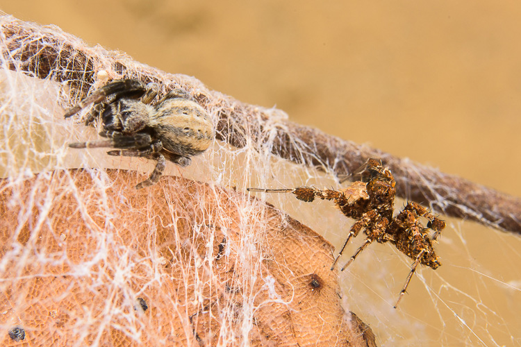 一只非洲孔蛛（Portia africana）（右边）在跟踪一只隆头蛛（velvet spider）。跳蛛通过触动蛛网来吸引猎物靠近，一旦猎物进入攻击范围，孔蛛就会发起袭击。—Emanuele Biggi / www.anura.it