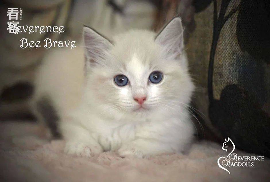 猫舍发给娜娜的⼩猫证件照。繁育它的⽼太太给⼩猫取名“Be Brave”，希望它能更勇敢些<br>