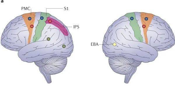 目前研究发现的和意识相关的脑区 | 图源：Blanke O. 2012.