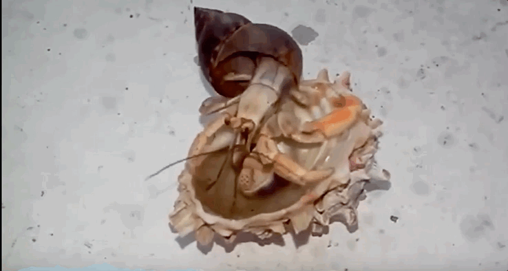 遇上尺寸合适的空海螺壳，寄居蟹会把下体伸进去，用末端的钩子牢牢钩住。待碰上危机，上身往壳里一缩，大鳌像门板那样一堵，壳就成了一个固若金汤的要塞，讲究的就是一个字儿——苟。<br>