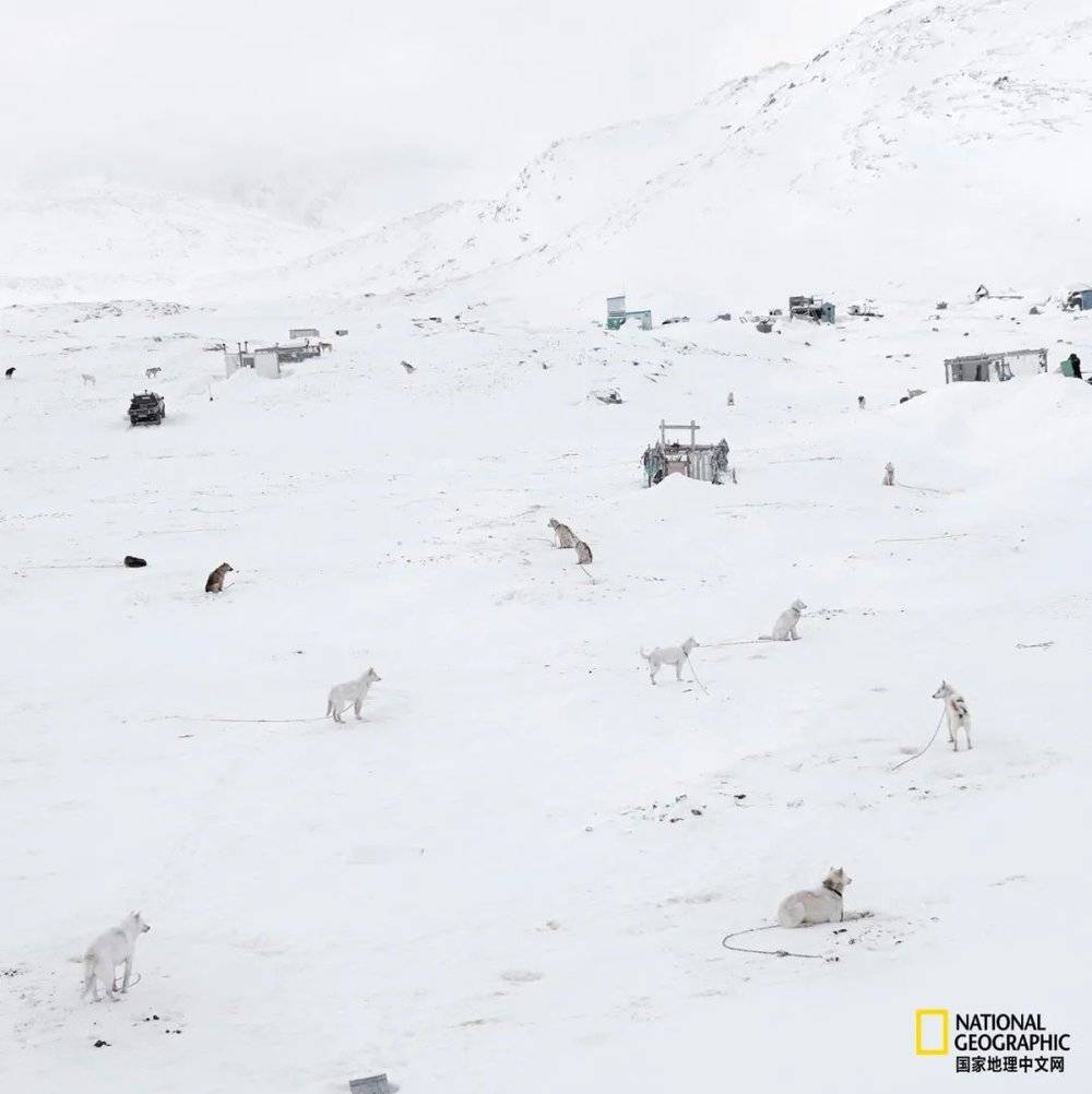 在格陵兰伊卢利萨特（Ilulissat），雪橇犬在雪中等待它们的下一次远行与下一顿食物。<br>